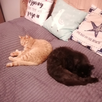 Фотоконкурс 📸 "Моя хвостатая любовь" 🐈💘
Знакомьтесь: Ниса...