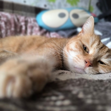 Фотоконкурс 📸 "Моя хвостатая любовь" 🐈💘
Знакомьтесь: Ниса...