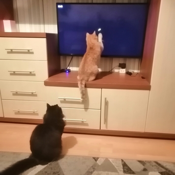 Фотоконкурс 📸 "Моя хвостатая любовь" 🐈💘
Знакомьтесь: Ниса...