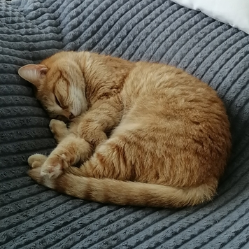 Фотоконкурс 📸 "Моя хвостатая любовь" 🐈💘
Знакомьтесь: Ниса...