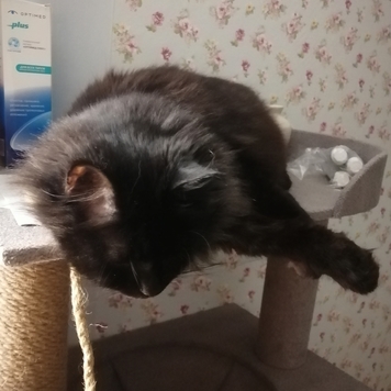 Фотоконкурс 📸 "Моя хвостатая любовь" 🐈💘
Знакомьтесь: Ниса...