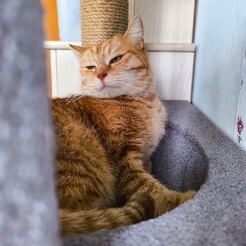 Фотоконкурс 📸 "Моя хвостатая любовь" 🐈💘
Знакомьтесь: Ниса...