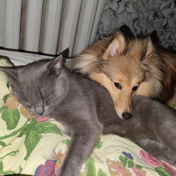 Фотоконкурс 📸 "Моя хвостатая любовь" 🐈💘
Живут как кошка с...