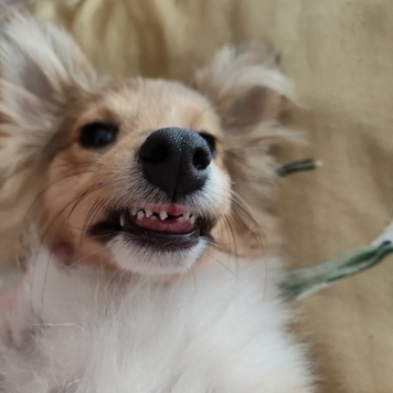 Фотоконкурс 📸 "Моя хвостатая любовь" 🐈💘
Живут как кошка с...