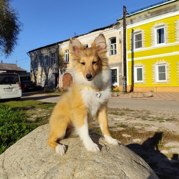 Фотоконкурс 📸 "Моя хвостатая любовь" 🐈💘
Живут как кошка с...