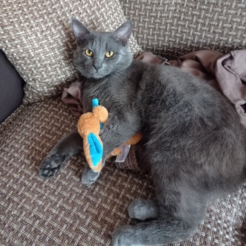 Фотоконкурс 📸 "Моя хвостатая любовь" 🐈💘
Живут как кошка с...