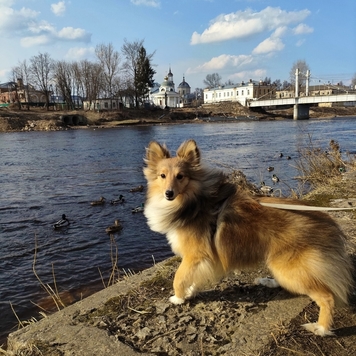 Фотоконкурс 📸 "Моя хвостатая любовь" 🐈💘
Живут как кошка с...