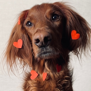 Фотоконкурс 📸 "Моя хвостатая любовь"...