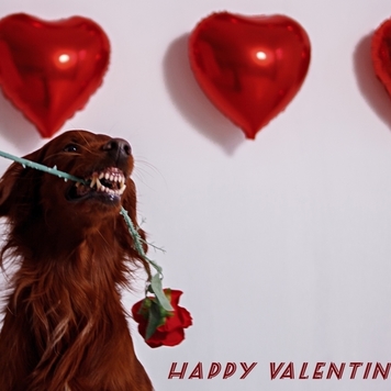 Фотоконкурс 📸 "Моя хвостатая любовь"...