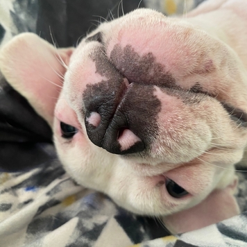 Фотоконкурс 📸 "Моя хвостатая любовь" 🐈💘 
Знакомьтесь:...