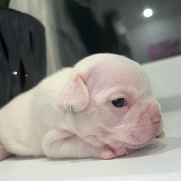 Фотоконкурс 📸 "Моя хвостатая любовь" 🐈💘 
Знакомьтесь:...