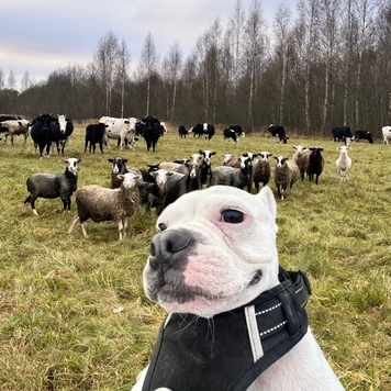 Фотоконкурс 📸 "Моя хвостатая любовь" 🐈💘 
Знакомьтесь:...