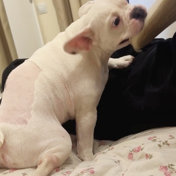 Фотоконкурс 📸 "Моя хвостатая любовь" 🐈💘 
Знакомьтесь:...