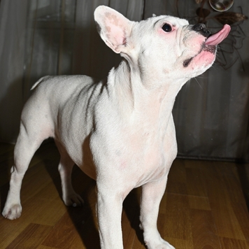 Фотоконкурс 📸 "Моя хвостатая любовь" 🐈💘 
Знакомьтесь:...