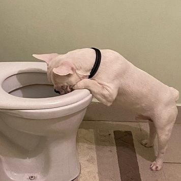 Фотоконкурс 📸 "Моя хвостатая любовь" 🐈💘 
Знакомьтесь:...