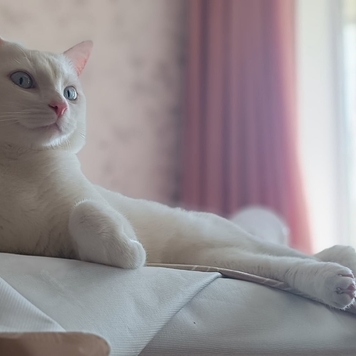 Фотоконкурс 📸 "Моя хвостатая любовь" 🐈💘
«Он ждал своего...