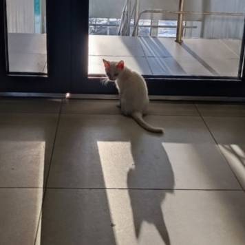 Фотоконкурс 📸 "Моя хвостатая любовь" 🐈💘
«Он ждал своего...