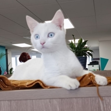 Фотоконкурс 📸 "Моя хвостатая любовь" 🐈💘
«Он ждал своего...