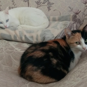 Фотоконкурс 📸 "Моя хвостатая любовь" 🐈💘
«Он ждал своего...