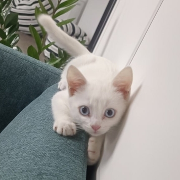 Фотоконкурс 📸 "Моя хвостатая любовь" 🐈💘
«Он ждал своего...