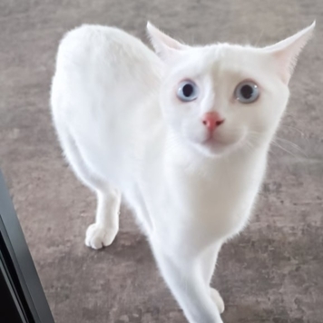 Фотоконкурс 📸 "Моя хвостатая любовь" 🐈💘
«Он ждал своего...