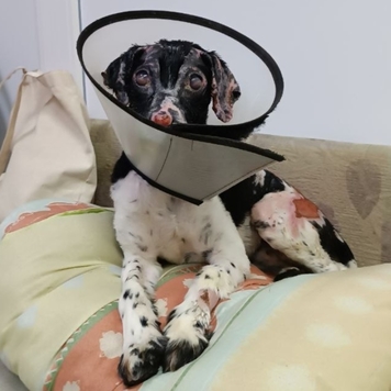 Фотоконкурс 📸 "Моя хвостатая любовь" 🐈💘
Хотите узнать...