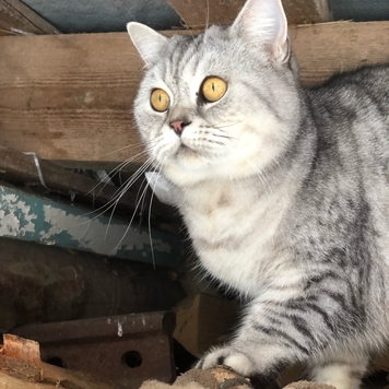 Фотоконкурс 📸 "Моя хвостатая любовь" 🐈💘
"Йошка — наша...