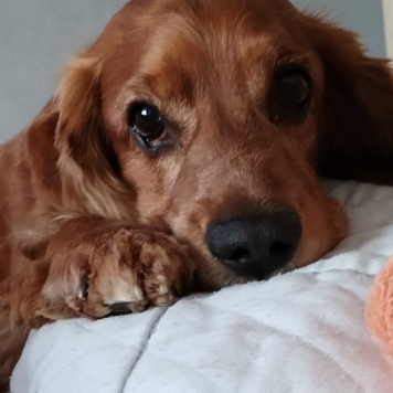 Фотоконкурс 📸 "Моя хвостатая любовь" 🐈💘🐕
Вы только...