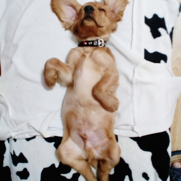 Фотоконкурс 📸 "Моя хвостатая любовь" 🐈💘🐕
Вы только...