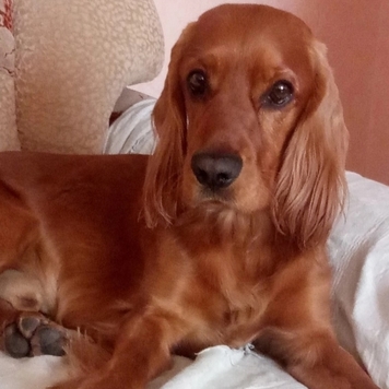 Фотоконкурс 📸 "Моя хвостатая любовь" 🐈💘🐕
Вы только...