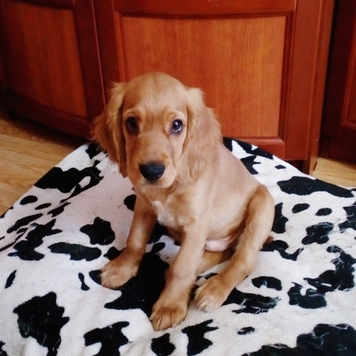 Фотоконкурс 📸 "Моя хвостатая любовь" 🐈💘🐕
Вы только...