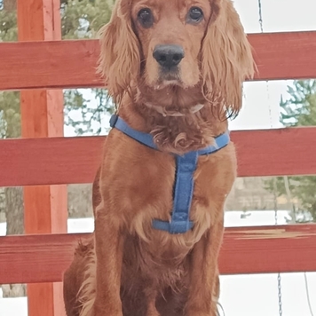 Фотоконкурс 📸 "Моя хвостатая любовь" 🐈💘🐕
Вы только...