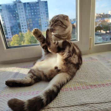 Фотоконкурс 📸 "Моя хвостатая любовь" 🐈💘🐕
Сегодня Юлия...