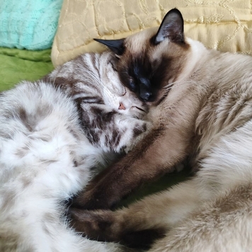 Фотоконкурс 📸 "Моя хвостатая любовь" 🐈💘🐕
Сегодня Юлия...