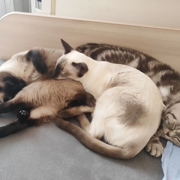 Фотоконкурс 📸 "Моя хвостатая любовь" 🐈💘🐕
Сегодня Юлия...