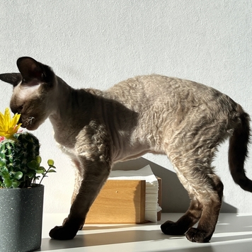 Фотоконкурс 📸 "Моя хвостатая любовь" 🐈💘🐕 
Встречаем...