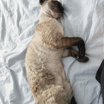 Фотоконкурс 📸 "Моя хвостатая любовь" 🐈💘🐕 
Встречаем...