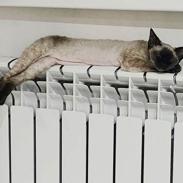 Фотоконкурс 📸 "Моя хвостатая любовь" 🐈💘🐕 
Встречаем...