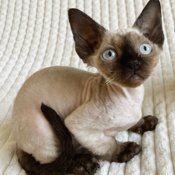 Фотоконкурс 📸 "Моя хвостатая любовь" 🐈💘🐕 
Встречаем...