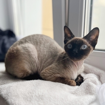 Фотоконкурс 📸 "Моя хвостатая любовь" 🐈💘🐕 
Встречаем...