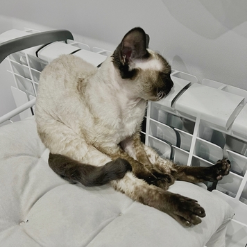 Фотоконкурс 📸 "Моя хвостатая любовь" 🐈💘🐕 
Встречаем...