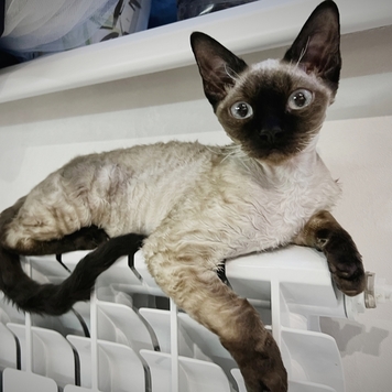 Фотоконкурс 📸 "Моя хвостатая любовь" 🐈💘🐕 
Встречаем...