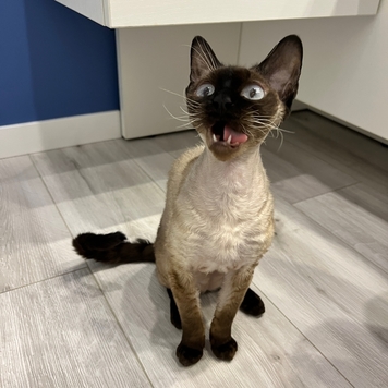 Фотоконкурс 📸 "Моя хвостатая любовь" 🐈💘🐕 
Встречаем...