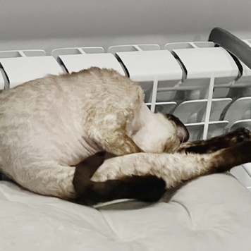 Фотоконкурс 📸 "Моя хвостатая любовь" 🐈💘🐕 
Встречаем...