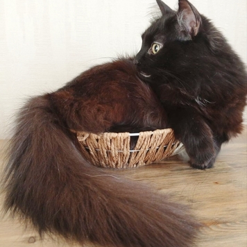 Фотоконкурс 📸 "Моя хвостатая любовь" 🐈💘🐕 
Представляем...