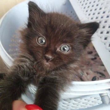 Фотоконкурс 📸 "Моя хвостатая любовь" 🐈💘🐕 
Представляем...