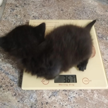 Фотоконкурс 📸 "Моя хвостатая любовь" 🐈💘🐕 
Представляем...