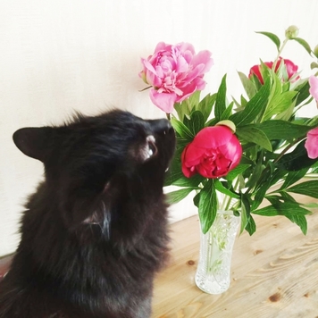 Фотоконкурс 📸 "Моя хвостатая любовь" 🐈💘🐕 
Представляем...