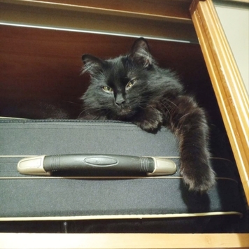 Фотоконкурс 📸 "Моя хвостатая любовь" 🐈💘🐕 
Представляем...