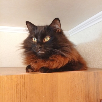 Фотоконкурс 📸 "Моя хвостатая любовь" 🐈💘🐕 
Представляем...